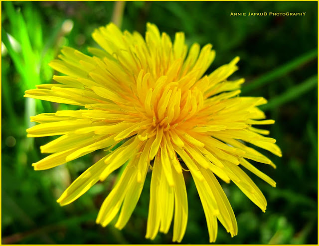 Spring Flowers © Annie Japaud Photography