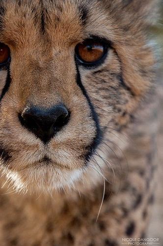 animals heart shaped born animal markings wolf nose face amazing eye hearts cheetah shape its noses cat brown chest wild