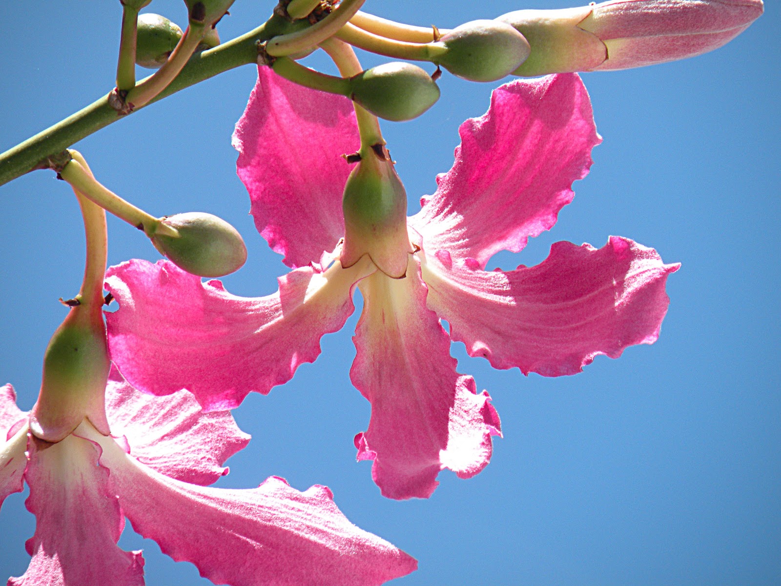 treeaware Silk Floss Tree