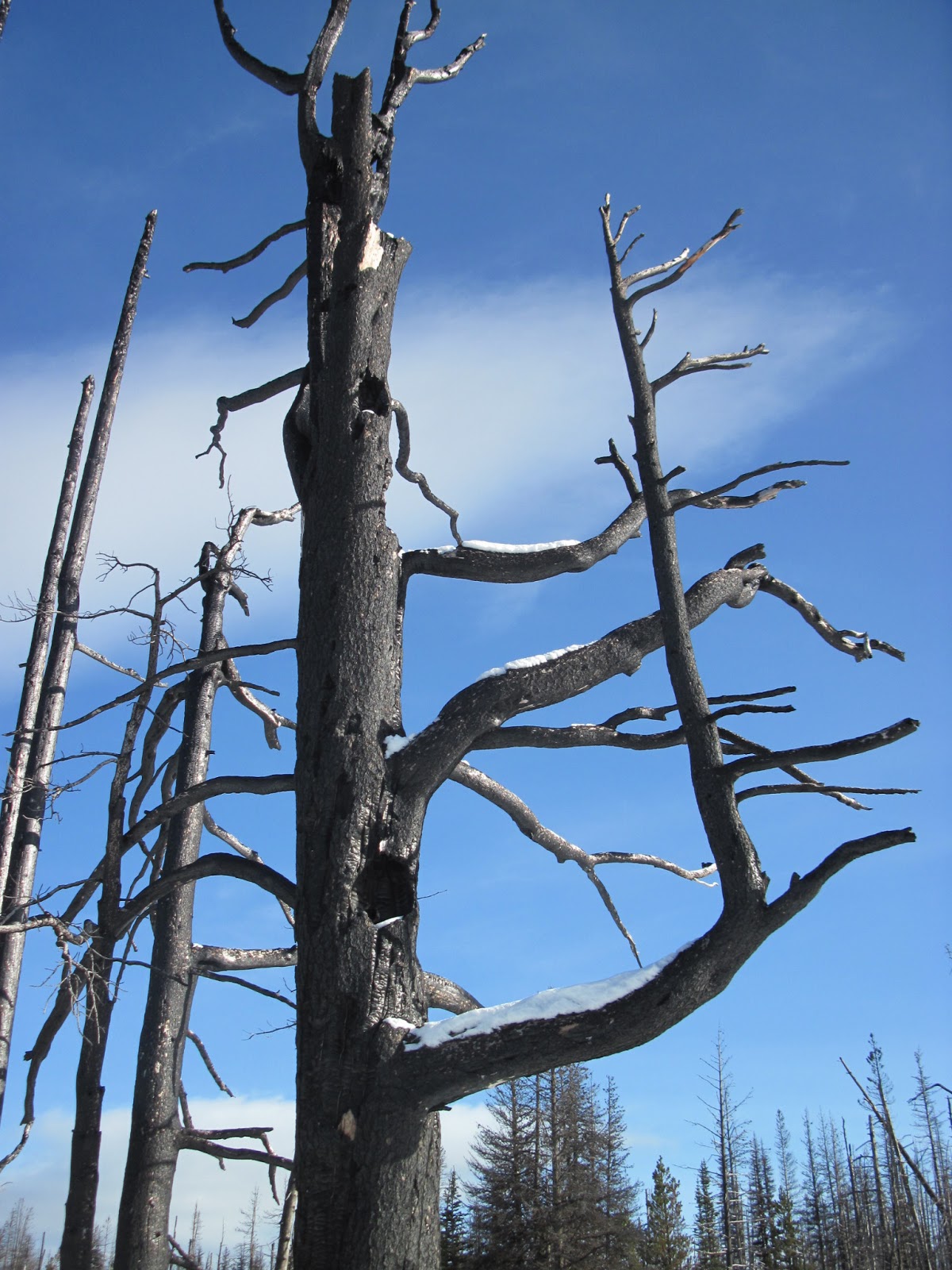 Bella Coola Blog My Favourite Burnt Tree
