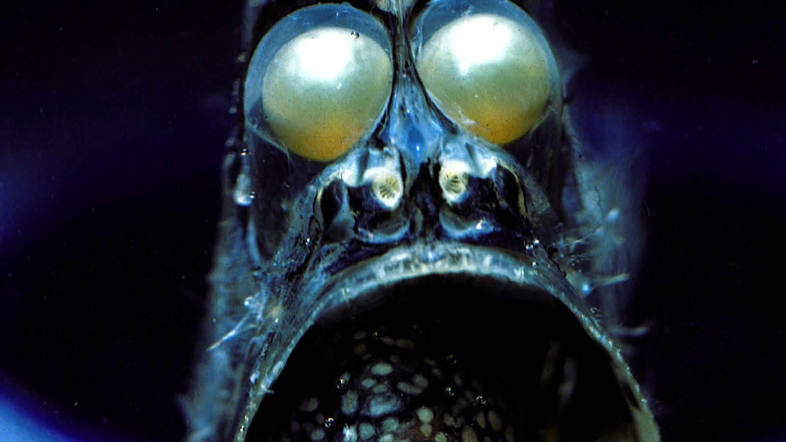 dGeneralist: Silent Wednesday 52 - Terrifying Deep Sea Creatures for Cute Deep Sea Creatures
56mzq dGeneralist: Silent Wednesday 52 - Terrifying Deep Sea Creatures for Cute Deep Sea Creatures
56mzq