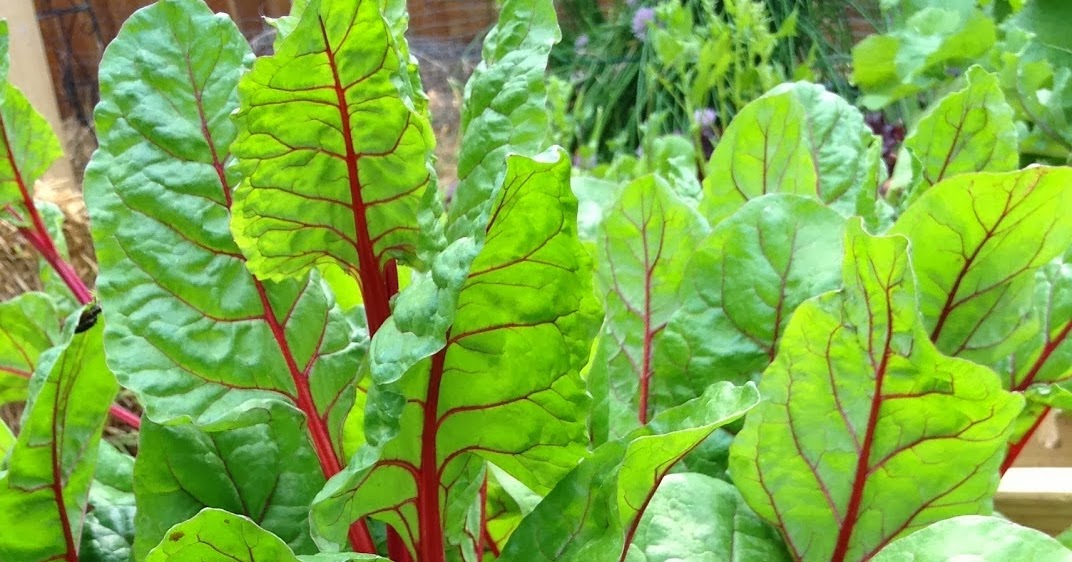 Foods That Fuel Us Better Than Kale