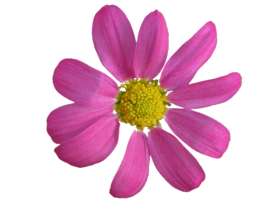 Ideario de un "superehore" marzo 2015