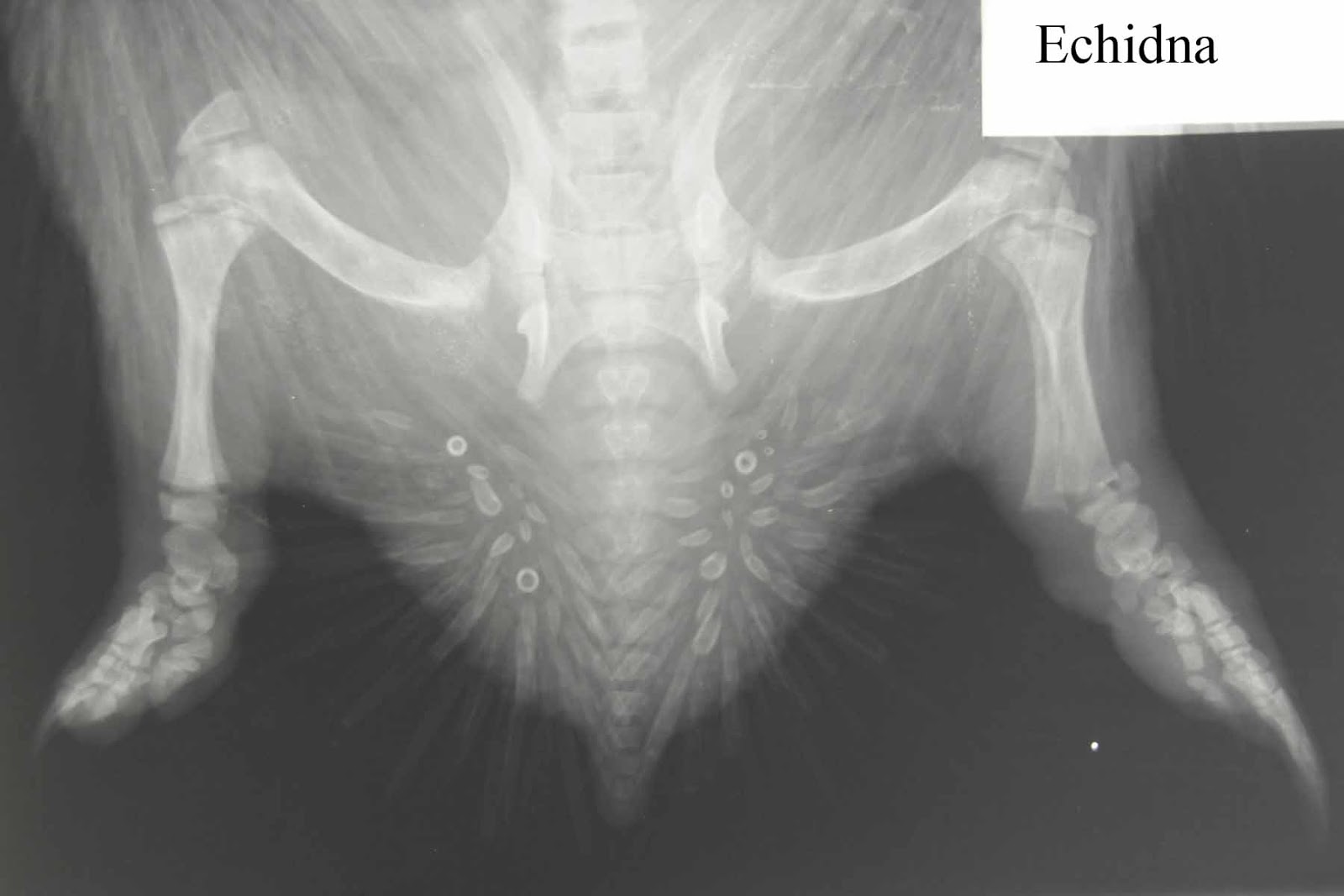 Small Animal Talk Three things I learned Practical radiography for