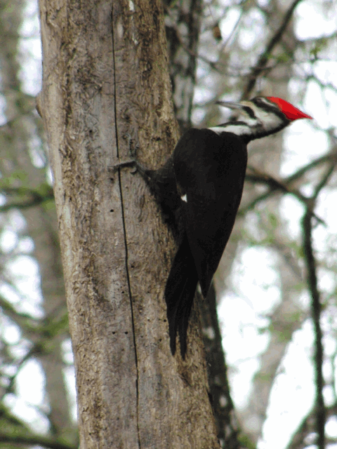 Pileated.gif