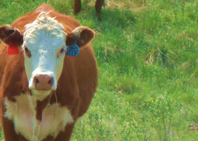 Momma Cow!