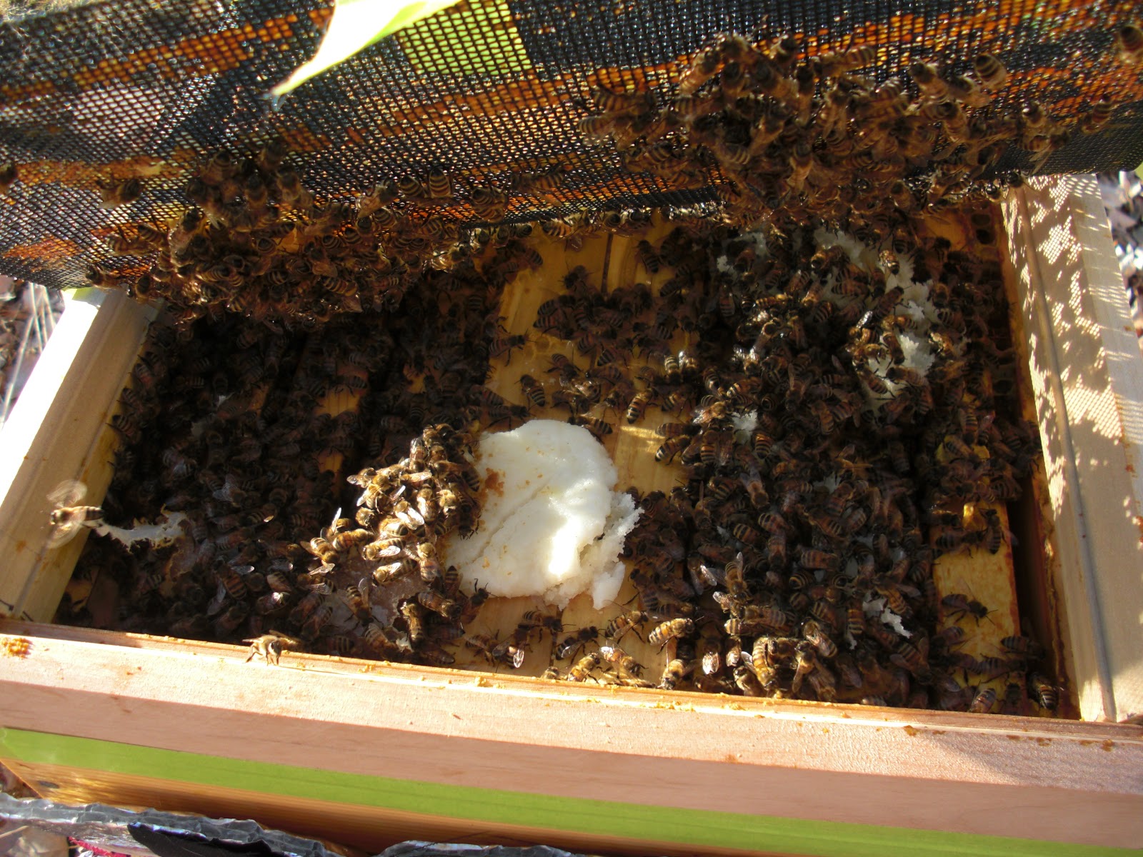 Backyard Bee Hive Blog Primer When to Feed Pollen Substitute?