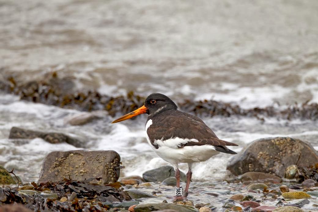 Grampian Ringing Group RoofNesting Oystercatchers