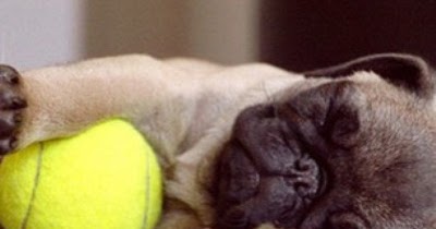 How Many Hours A Day Do Older Dogs Sleep How Many Hours A Day Do Older Dogs Sleep