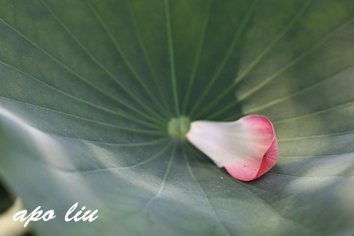 中興新村賞荷花 中興新村賞荷花