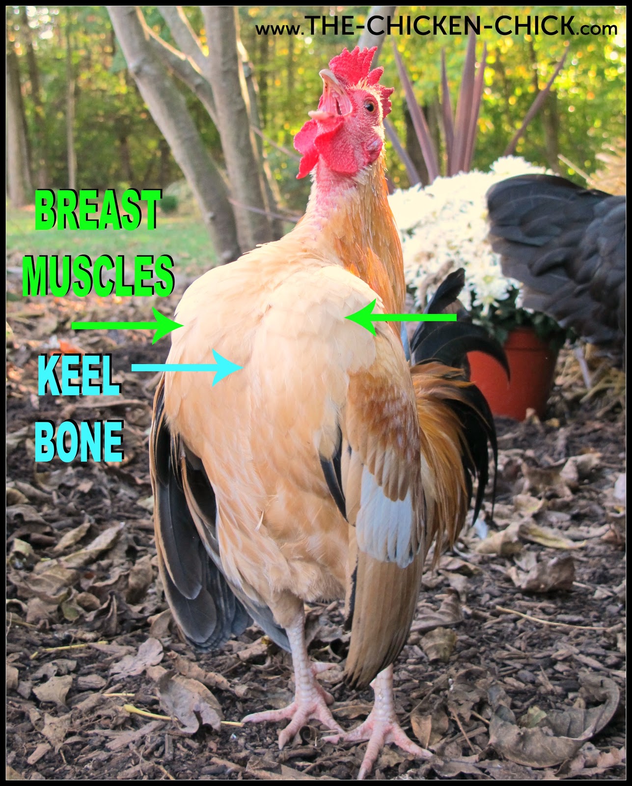 Chicken Checkup DIY Physical Exam The Chicken Chick®