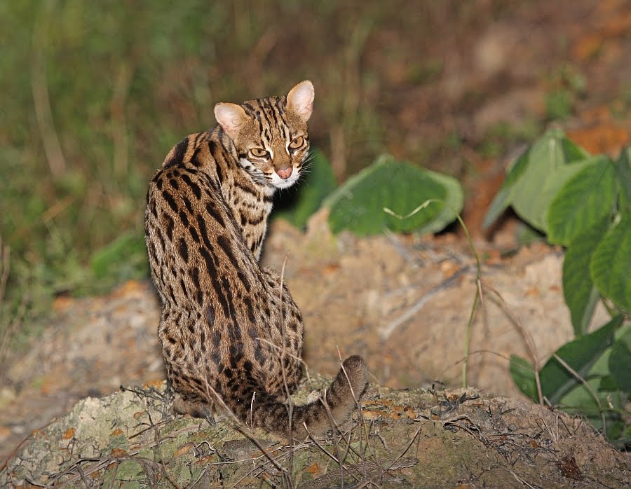 Leopard Cat | Animal Unique