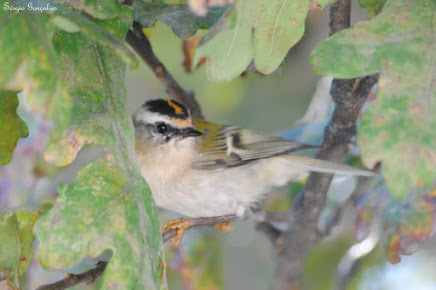 Estrelinha-de-cabeça-listada - Regulus ignicapillus