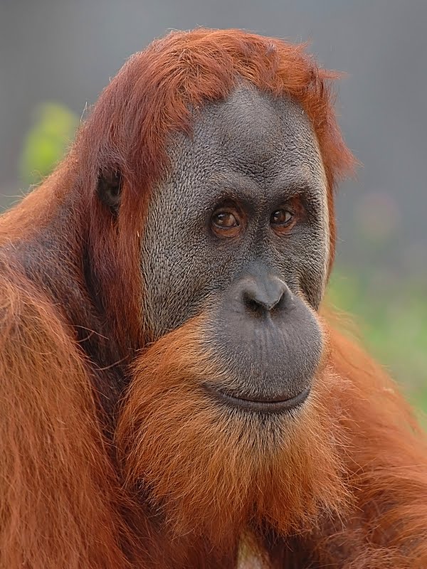 Orangutan_GIANT.jpg