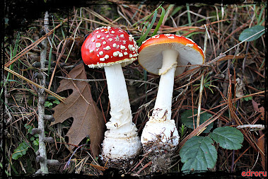 Amanita muscaria