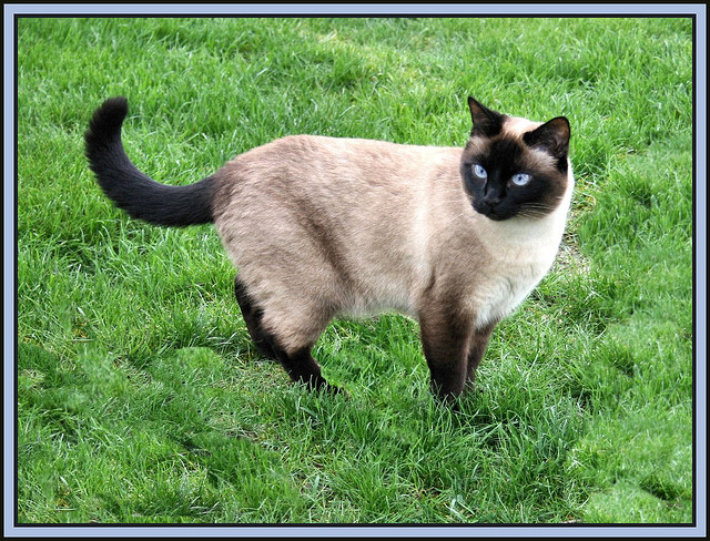 asian breeds asian cat breed asian breeds asian cat breed