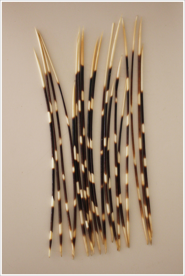 The Ridou Report Porcupine Quills