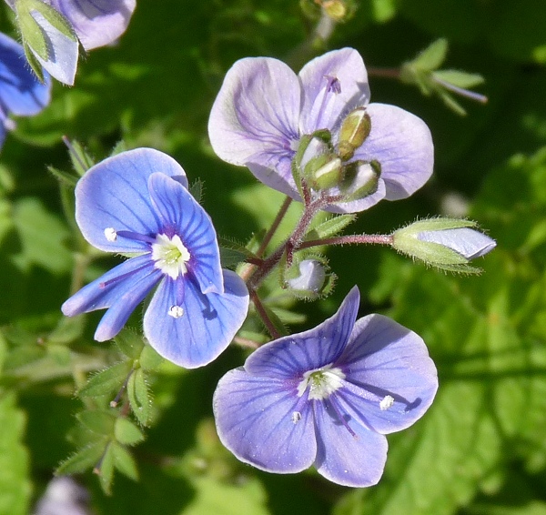Flower Picture Veronica Flower
