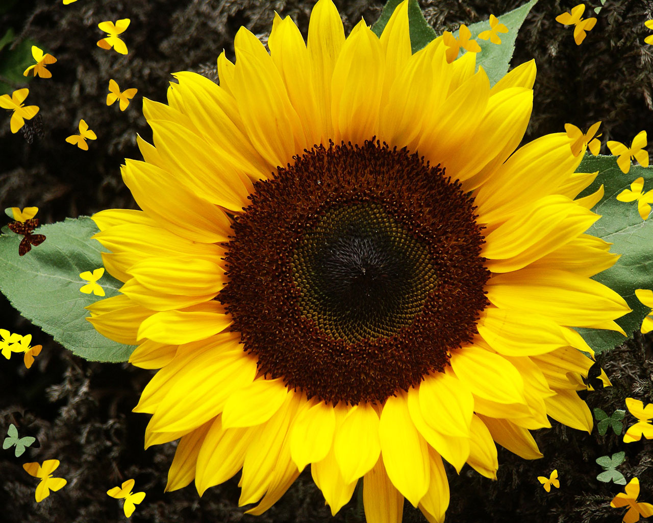 Easy Way (A Blog For Children) THE SUN SHAPED FLOWER SUNFLOWER