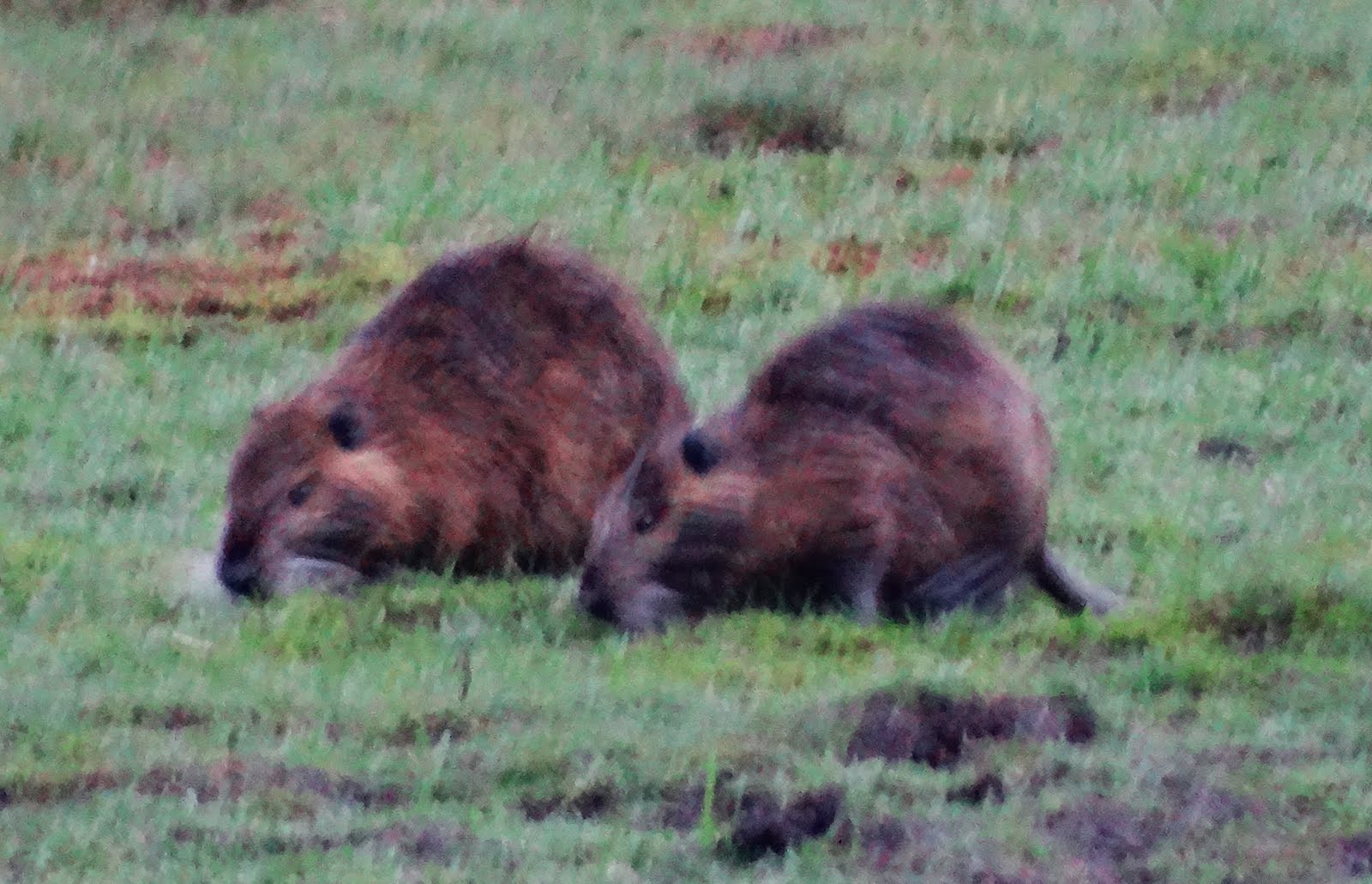 Mamíferos do Rio Grande do Sul