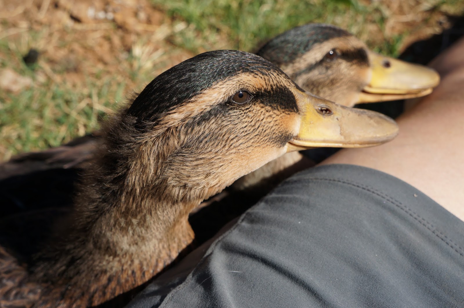 Duck Duck Dog Week of Duck & Dog Photos May 14th to 20th