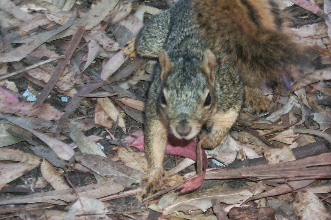 Small Mammals of Arkansas Trails of Arkansas (& now California)