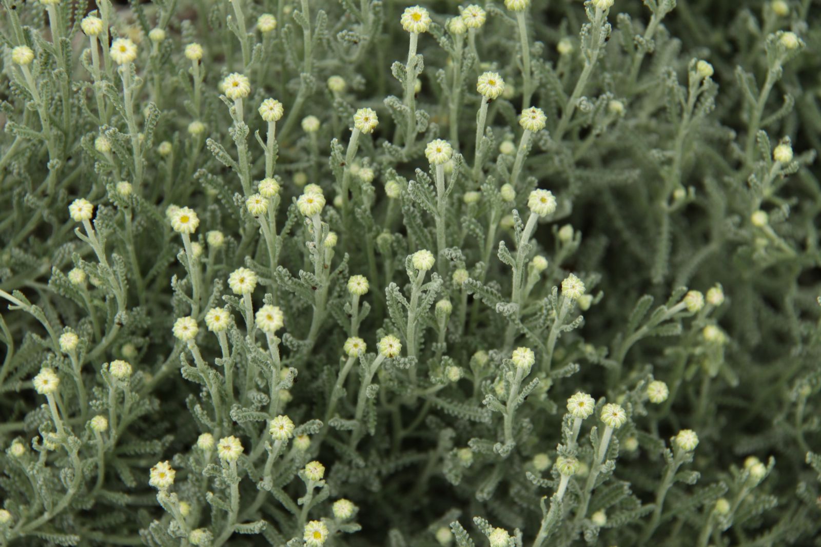 Growing Steady December 2013