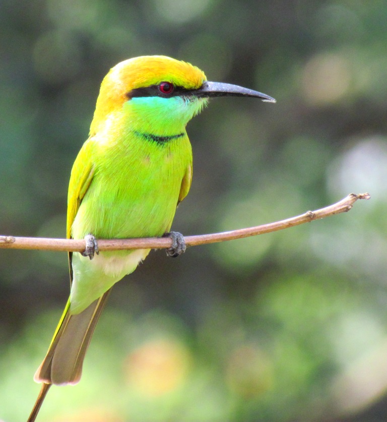 Dangerous of Wild Animals: BIRDS - Among the Warm Blooded Vertebrates