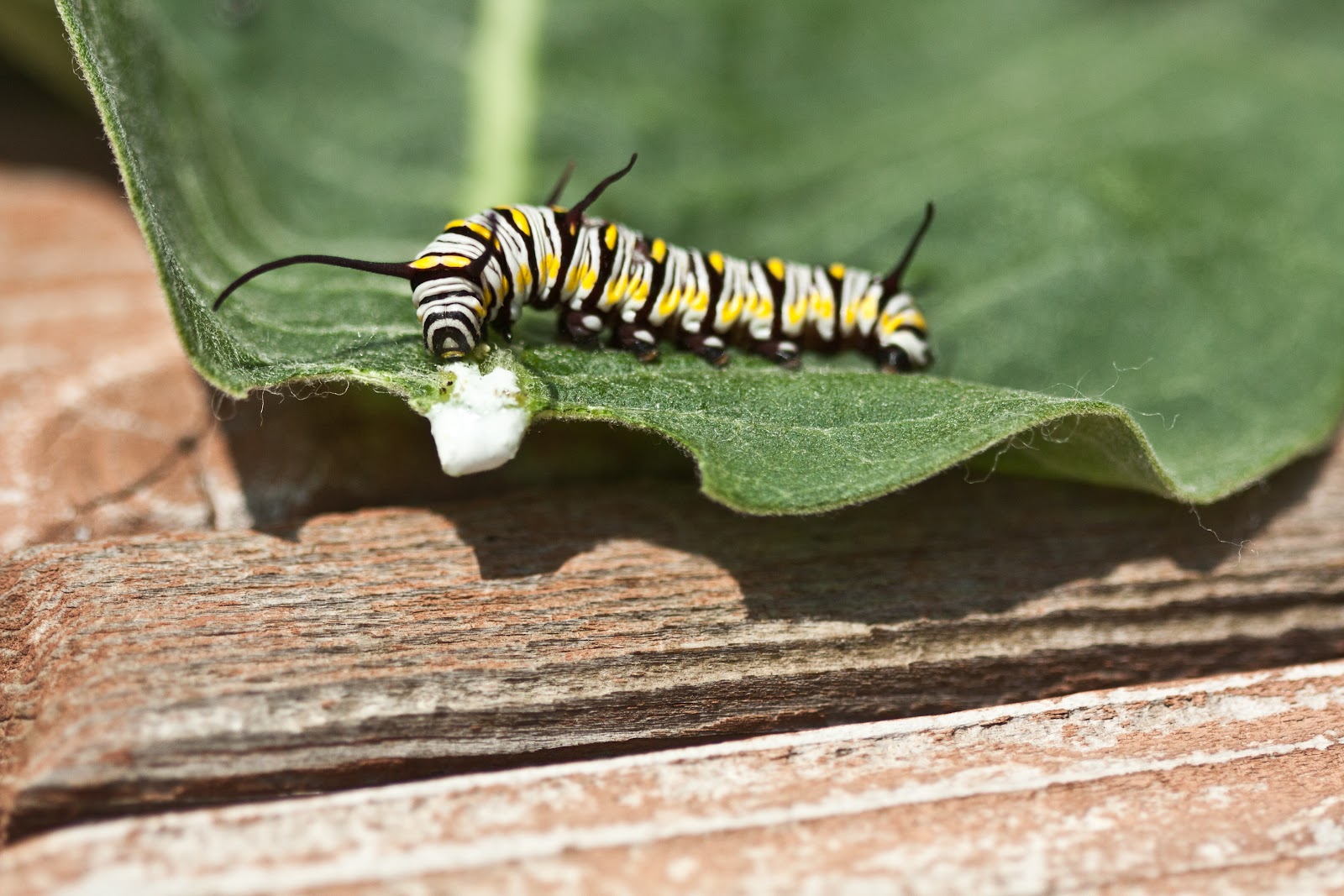 Kim from Kansas Monarch caterpillar