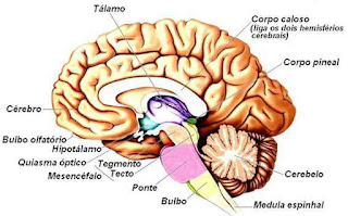 Danos Neurobiológicos das drogas no cérebro - NIDA