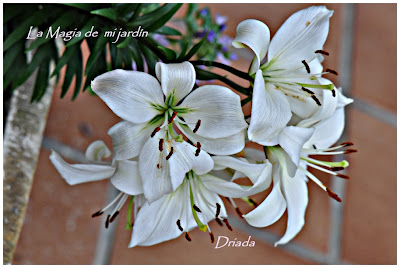 LA MAGIA DE MI JARDIN: AZUCENA