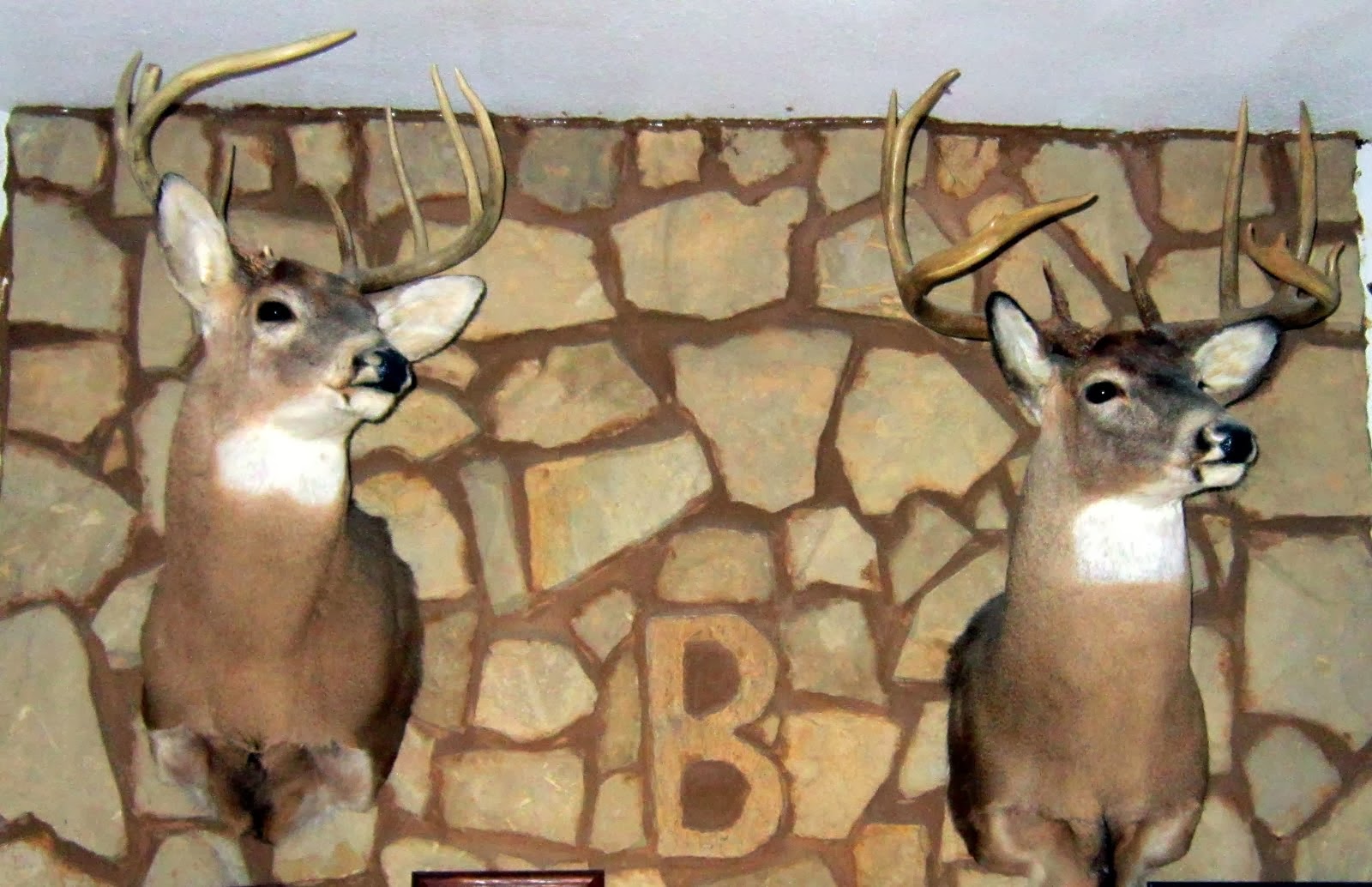 Whitetail trophies