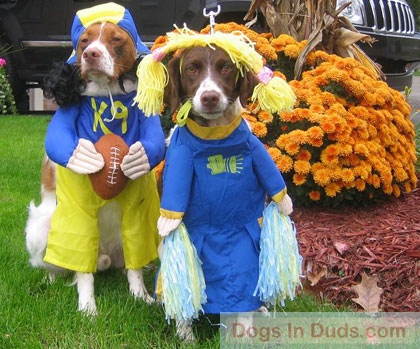 funny-dress-up-dogs-08.jpg