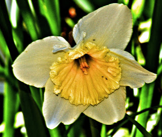 [Image: daffodil3.jpg]