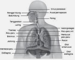 Get Gambar Sapi Beserta Nama Organ Pencernaan PNG