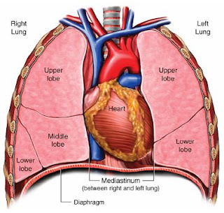 lung cancer facts: THE LUNGS AND RESPIRATORY SYSTEM