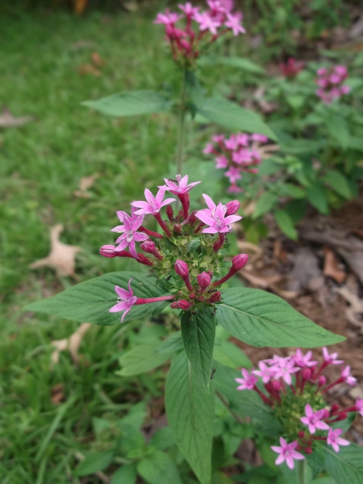 Secrets of a Seed Scatterer Favorite Butterfly Nectar