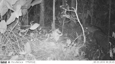 tapir camera trap peru tambopata