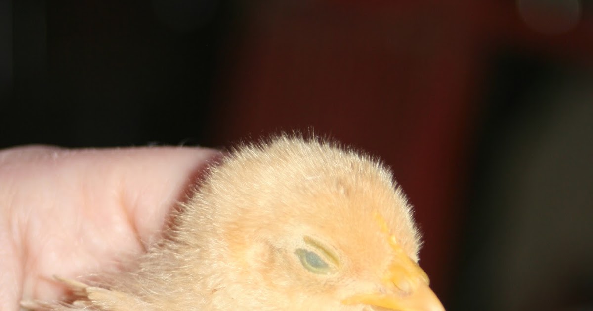 The Little Backyard Farm Lethargic baby chick