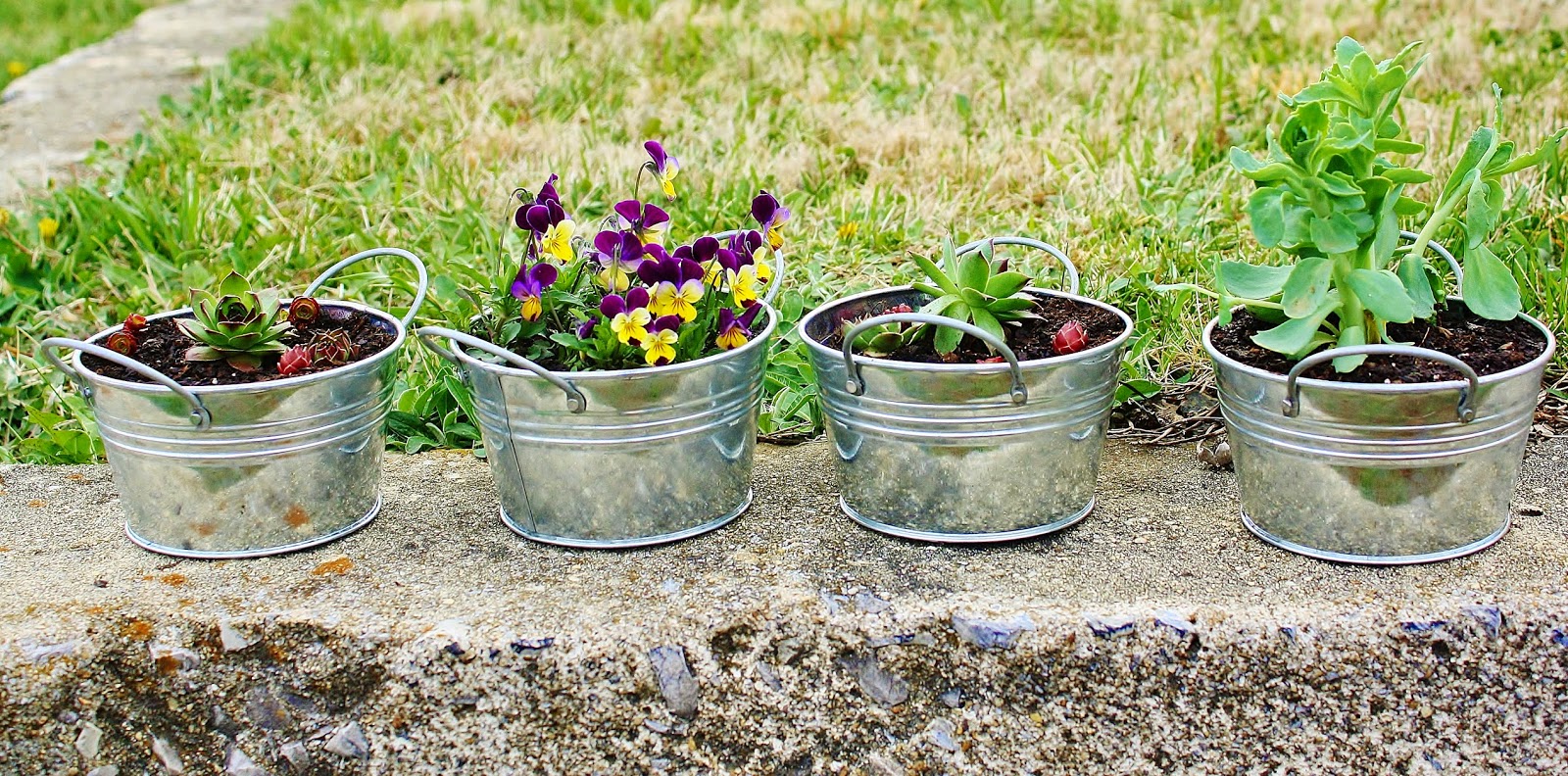 Bucket Outlet Three classic and beautiful DIY potted plants easily to