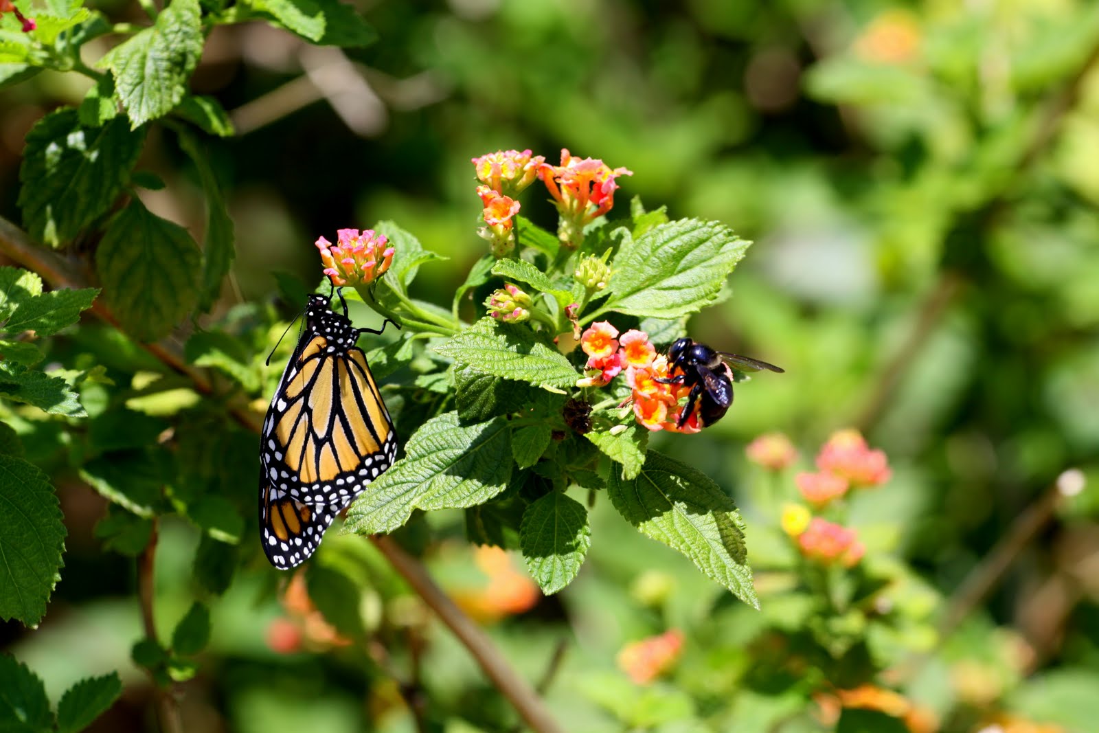 Flying Flowers Discount Code Uk at Mollie Sanchez blog