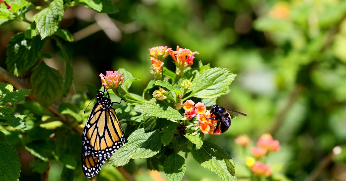 Flowers and Flour Flying Flowers