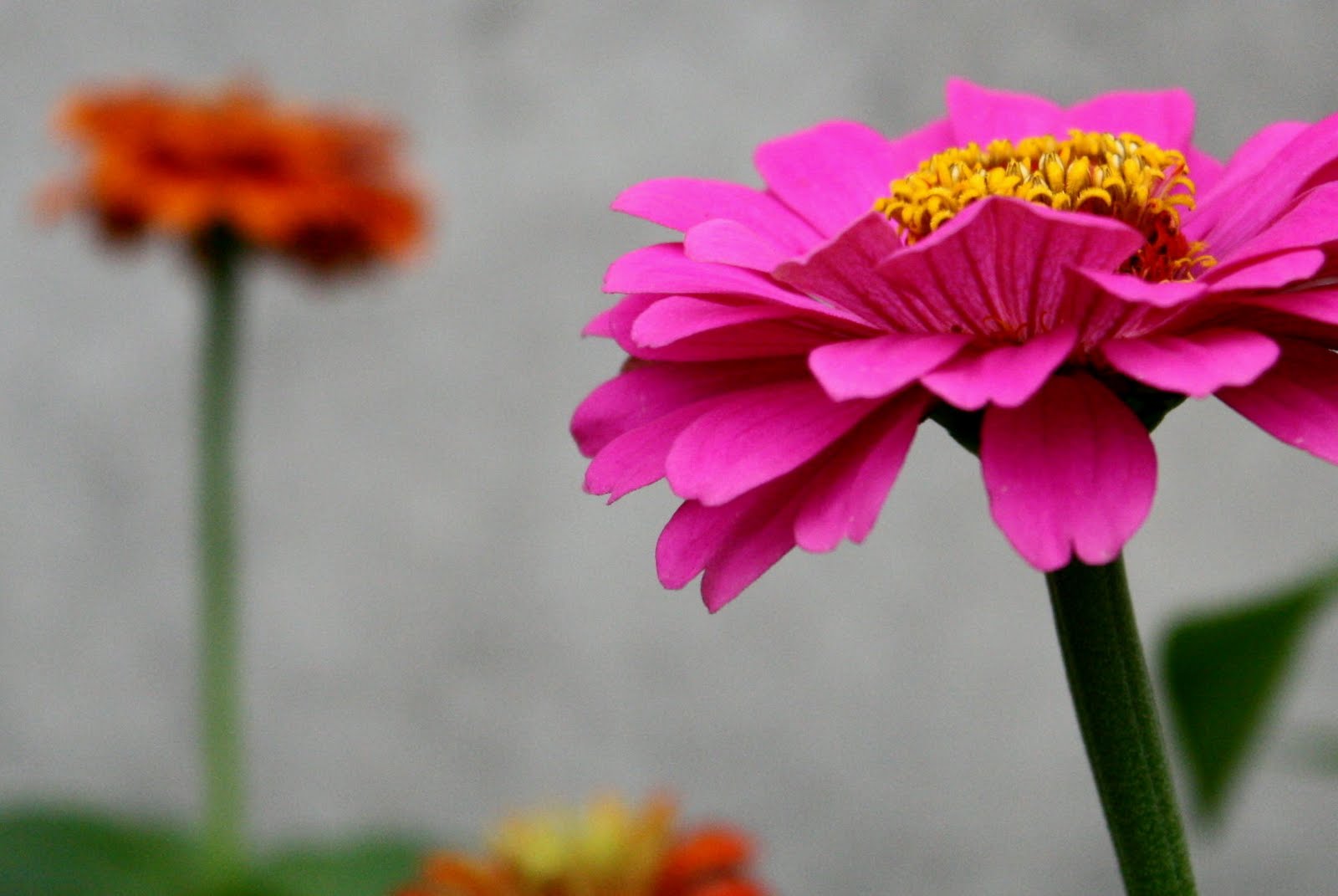 Truth Meets Pearl Healing Flowers