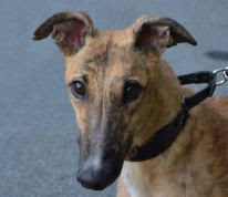 Southeastern Greyhound Adoption