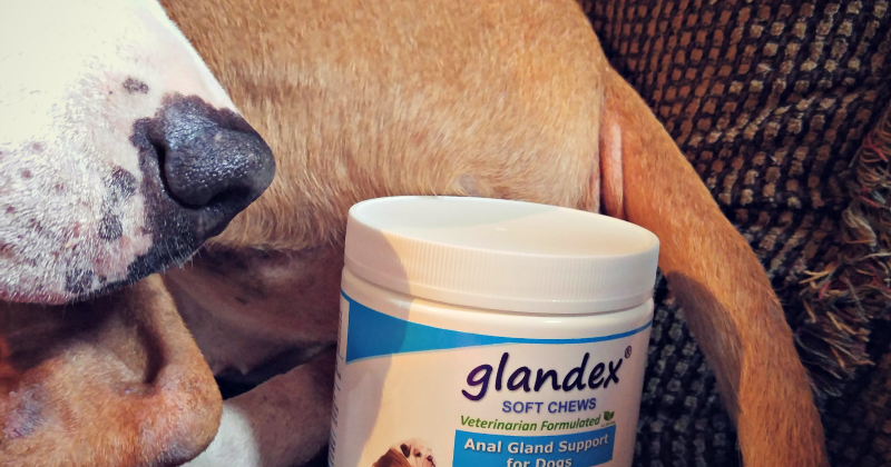 gland problem in dogs does your gland problems bootthescoot with glandex pawsitively pets gland problem in dogs does your gland problems bootthescoot with glandex pawsitively pets