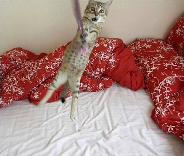 DRENNAN BLOG Cats and Chandeliers