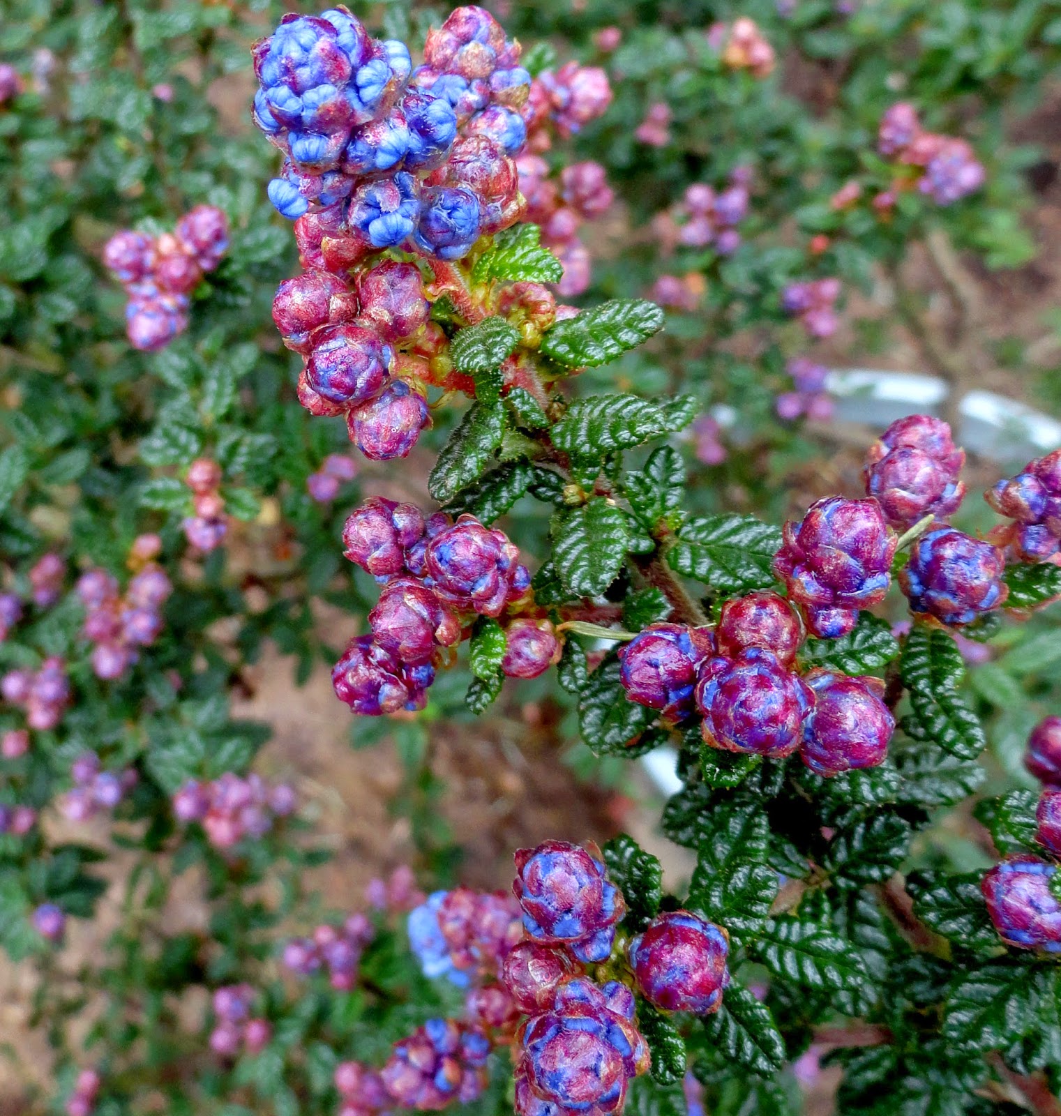 danger garden Ceanothus �Dark Star� is my favorite plant