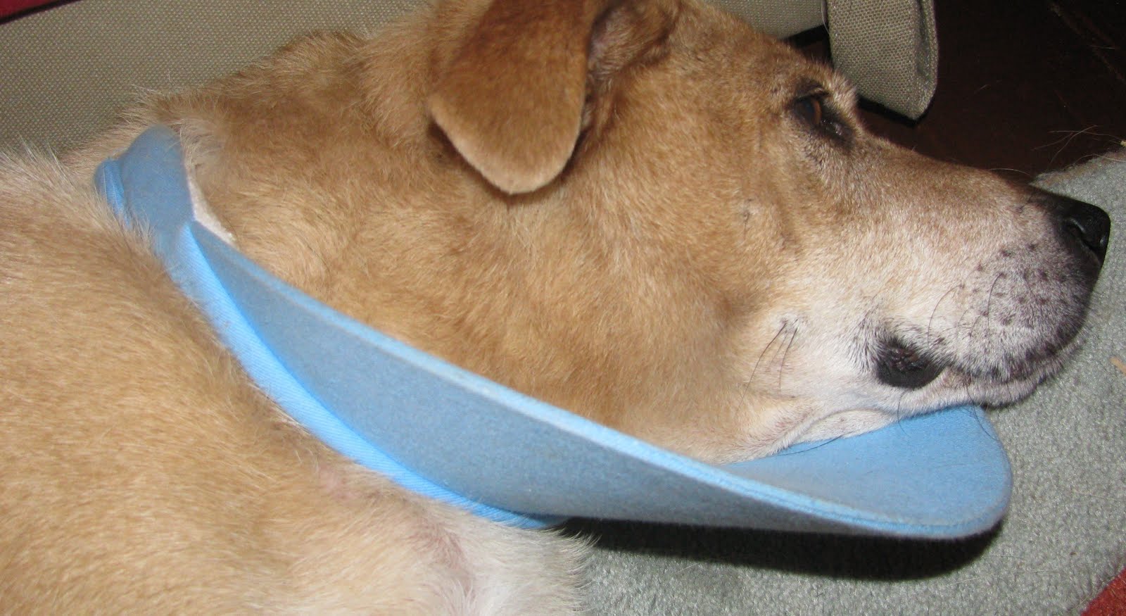 By Mama With Love Elizabethan Dog Collar Tutorial