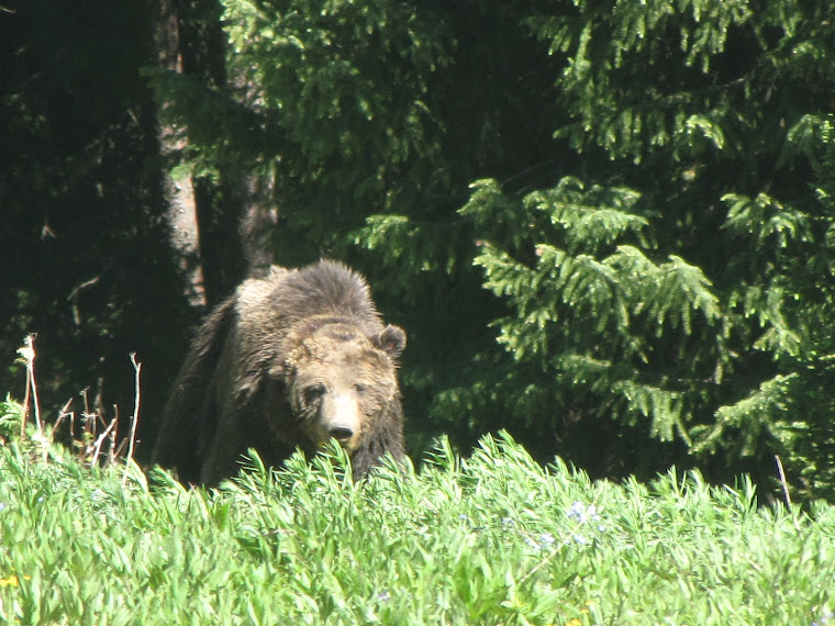 Here is the Grizzly we saw! He is huge!