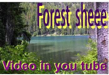 Forest Sheee Noiseless Video in you tube